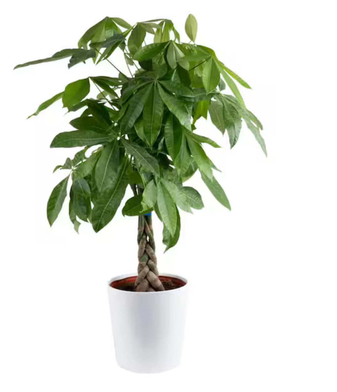 Money Tree Plant