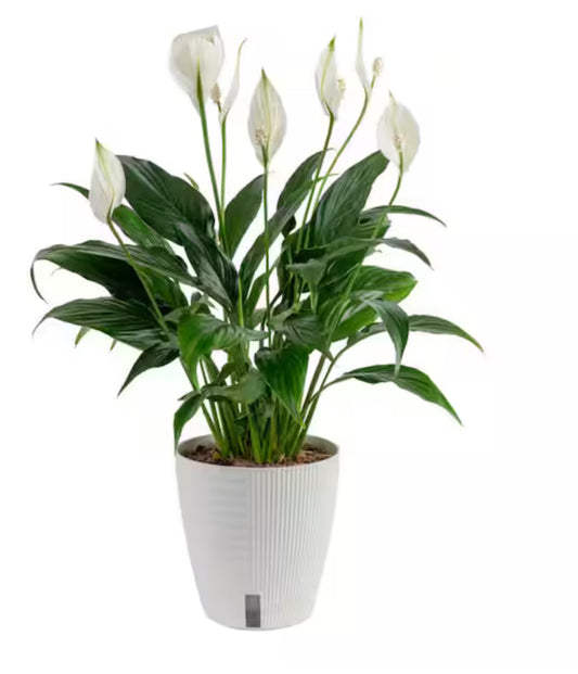 Peace Lily Indoor Plant