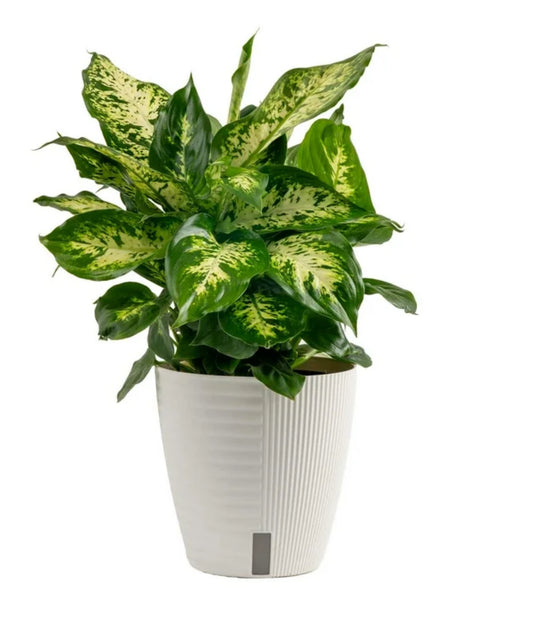 Dieffenbachia Indoor Plant