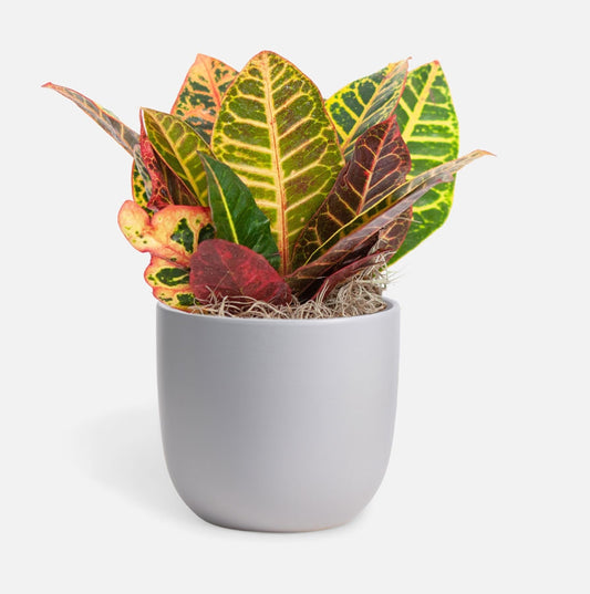 Croton Petra Plant